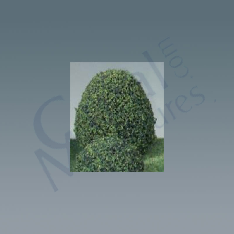 Buisson