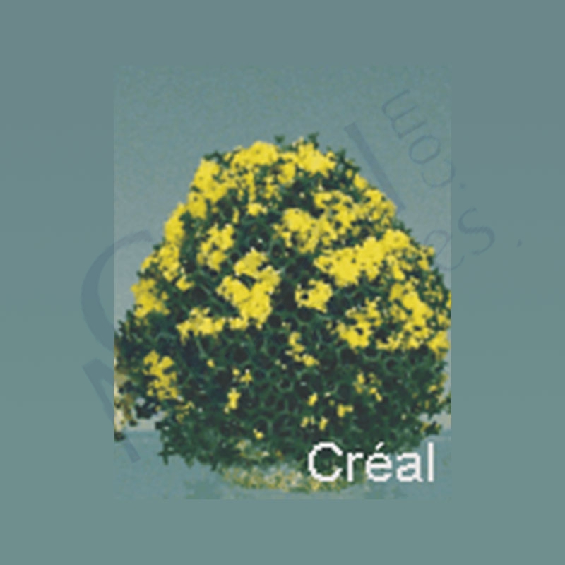 2 Blossom Bush 1.5 H, yellow