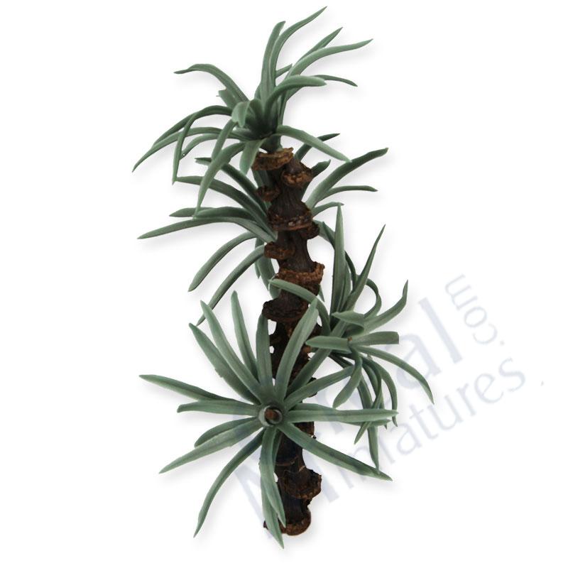 Yucca