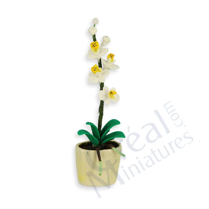 White phalaenopsis in planter