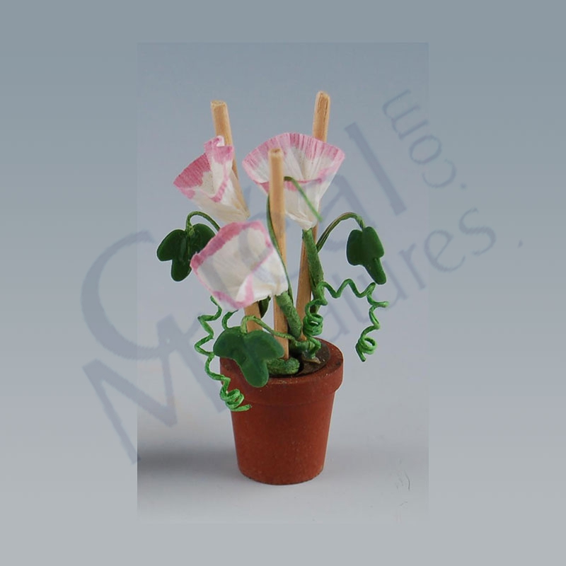 Morning glory in pot