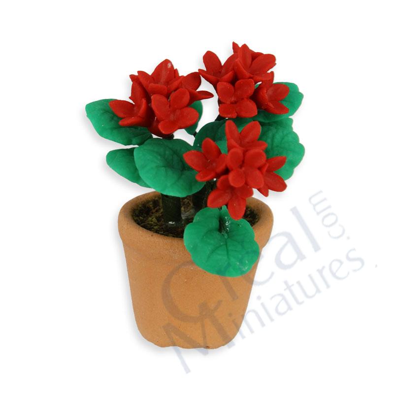 Red geranium in cotta pot