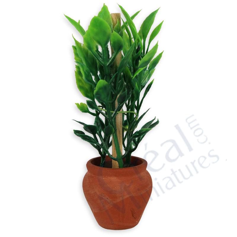 Terracotta pot with green plant