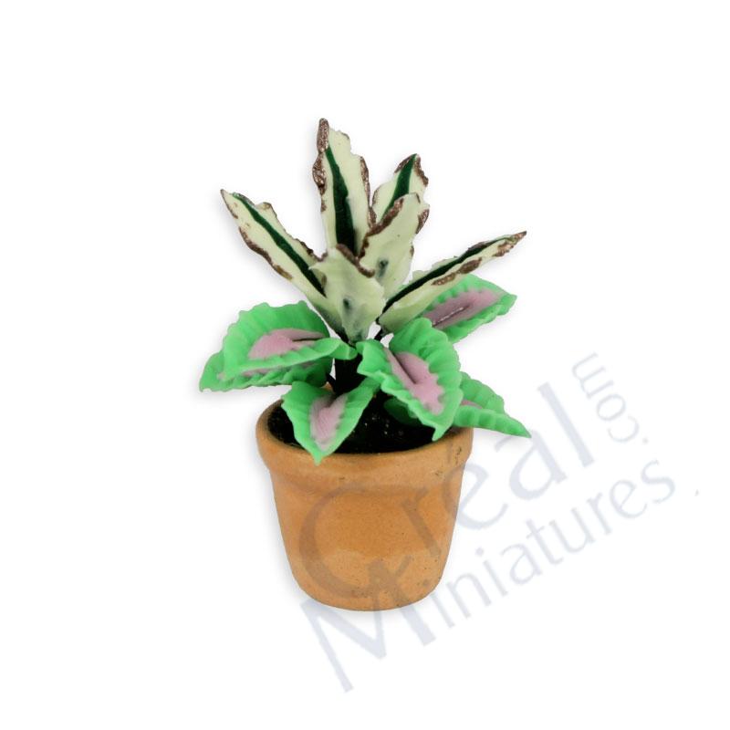 Plant in pot green/pink
