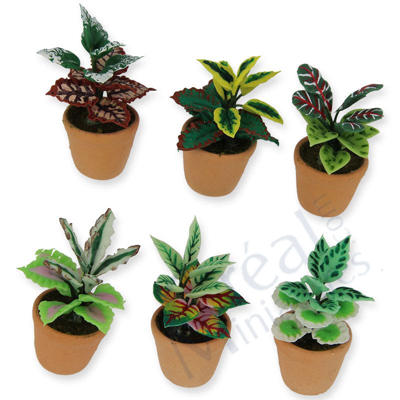 Mixed plant in pot