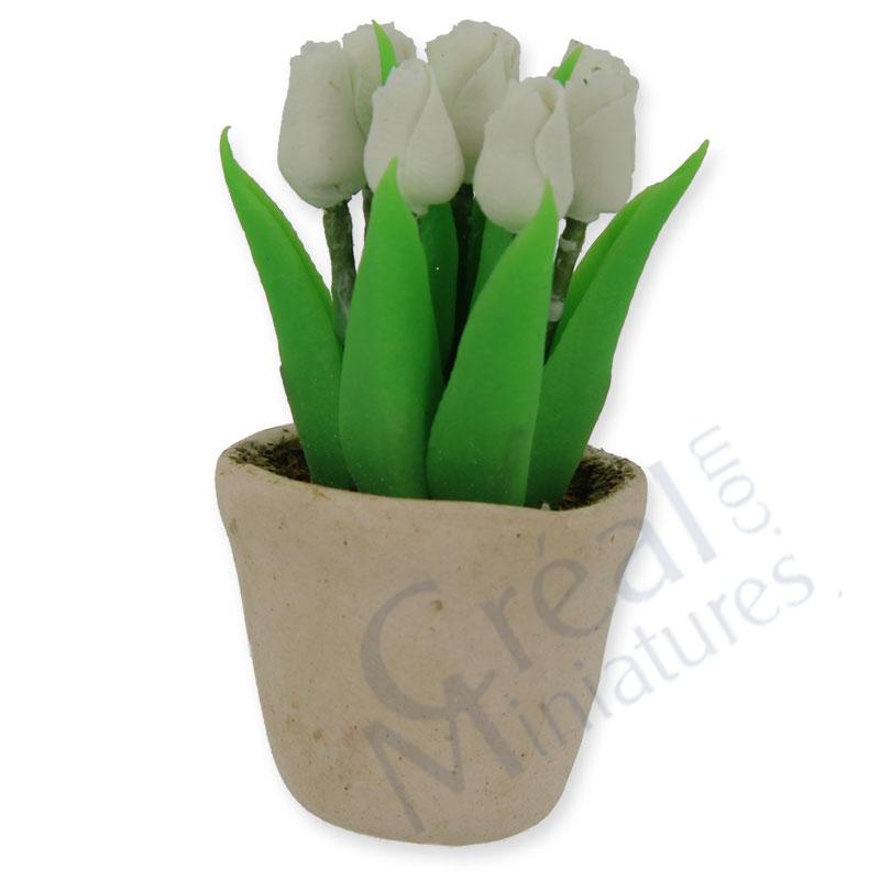 Pot de tulipes blanc