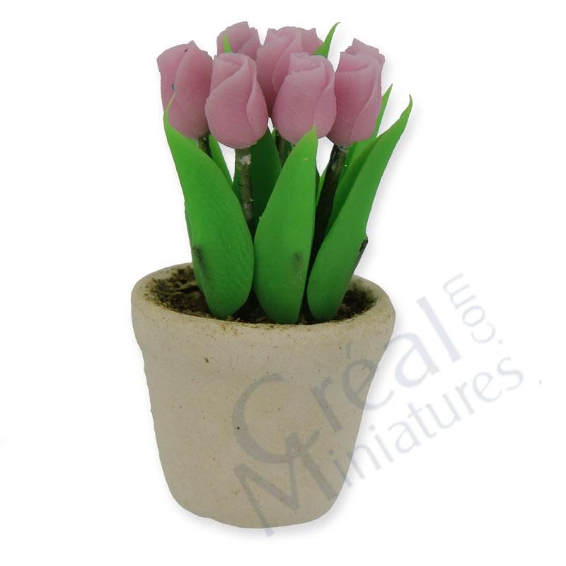 Pink baby tulip in white pot