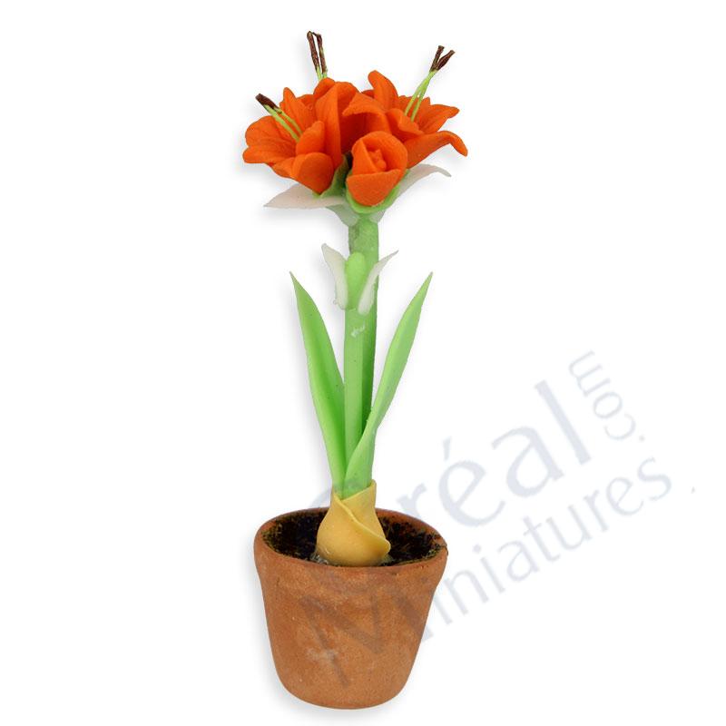 Amaraylis in pot, orange