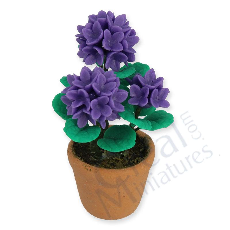 Hydrengeain pot, purple