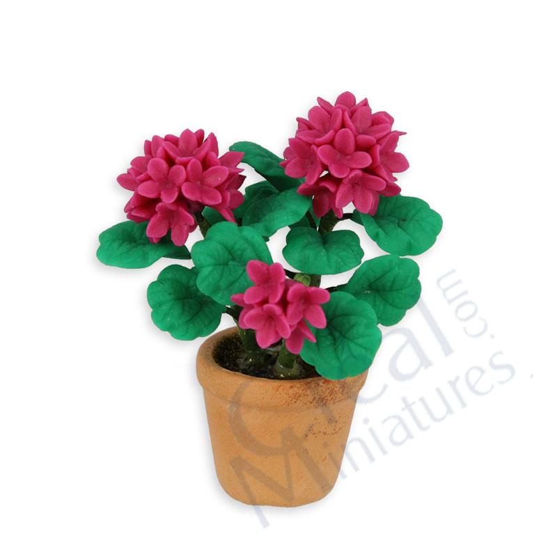 Hydrengeain pot, dark pink