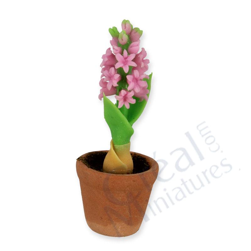 Hyacinth in pot, pink