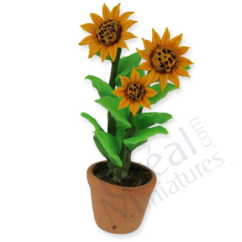 Sunflowers in pot
