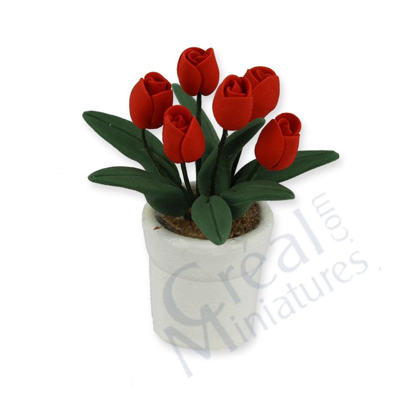 Red tulip in white pot
